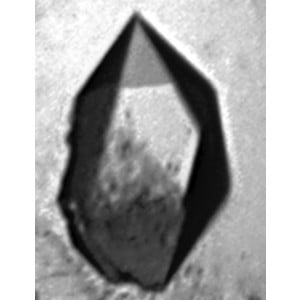(IUCr) Igni18, a novel metallo-hydrolase from the hyperthermophilic ...