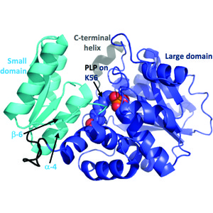 (IUCr) Conformational flexibility within the small domain of human ...