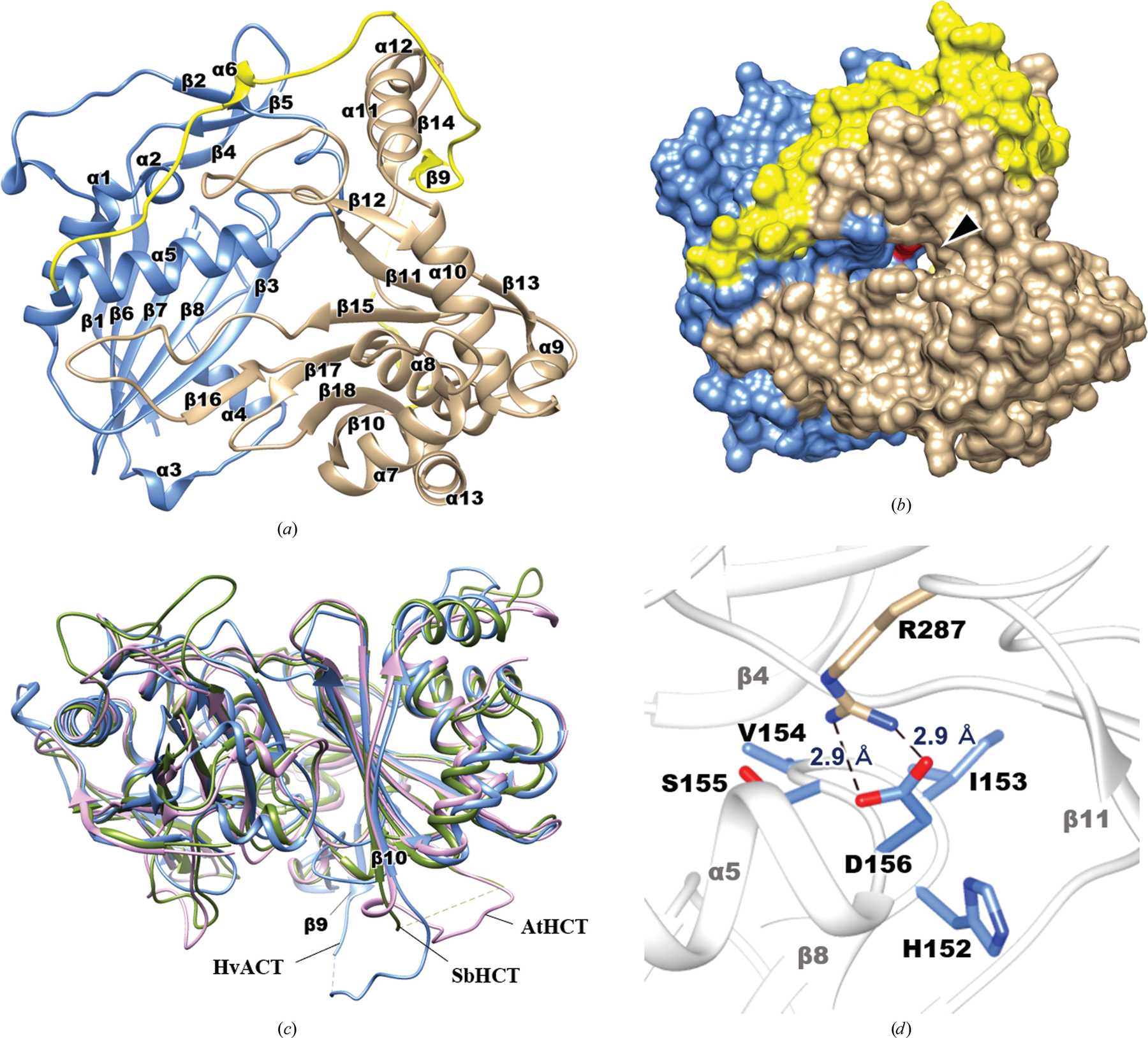 (IUCr) Crystal structure of barley agmatine coumaroyltransferase, an N ...