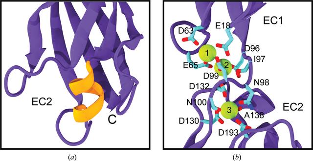 (IUCr) Crystal structure of the nonclassical cadherin-17 N-terminus and ...