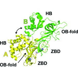 (IUCr) Structure of a dimer of the Sulfolobus solfataricus MCM N ...