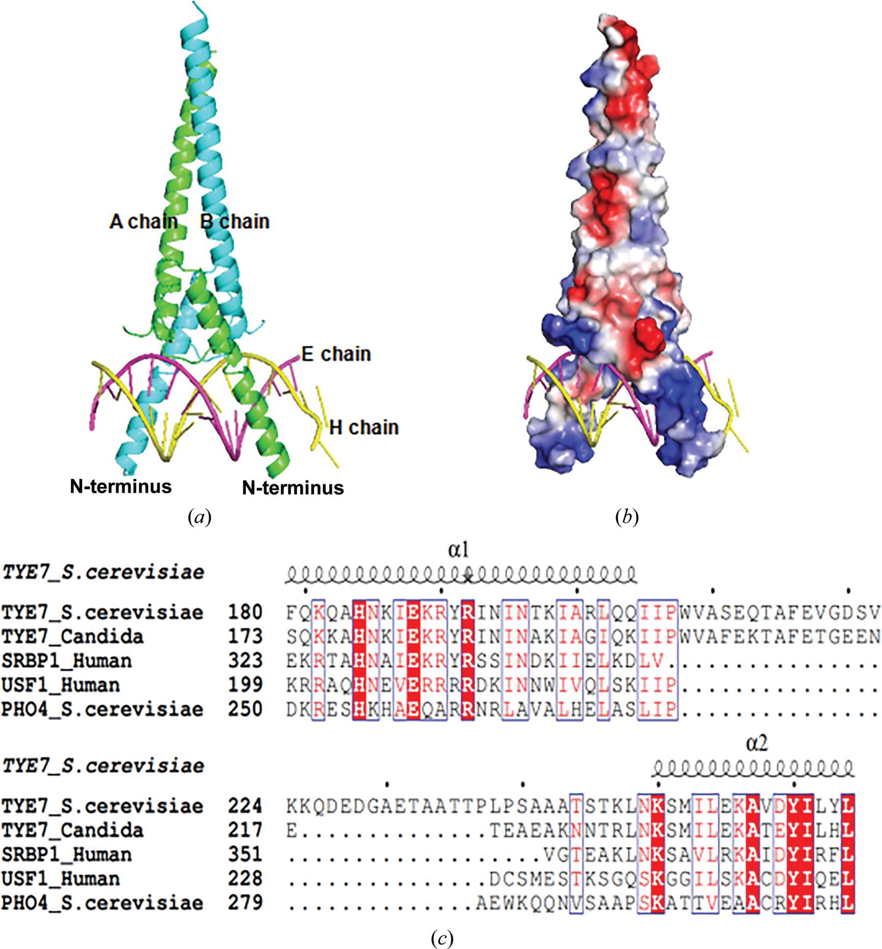 (IUCr) Crystal structure of the complex of DNA with the C-terminal ...