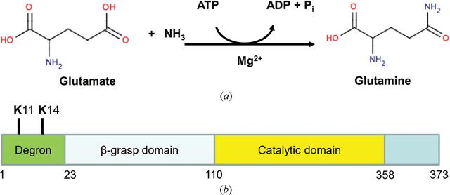 [Figure 1]