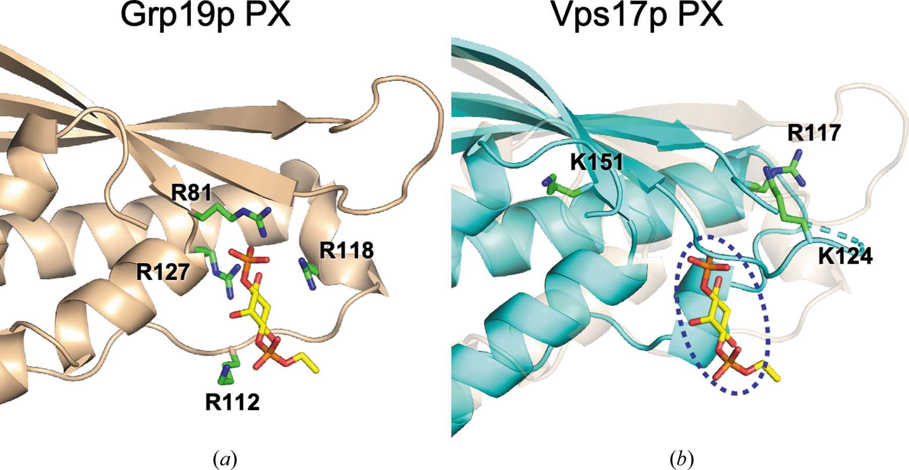 Px Domain (IUCr) Crystal structure of the PX domain of Vps17p from Saccharomyces ...