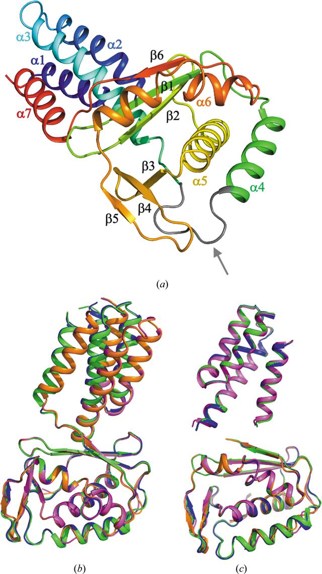 (IUCr) Structural study of Legionella pneumophila effector DotY ...