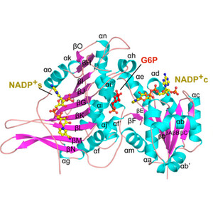 専用ページ199 IUCr) Glucose-6-phosphate dehydrogenase and its 3D structures from