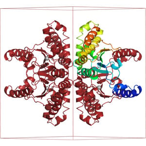 ipamorelin how long to take Ipamorelin Cycle Guide: Optimal Dosage, Timing, and Best Peptide Stack