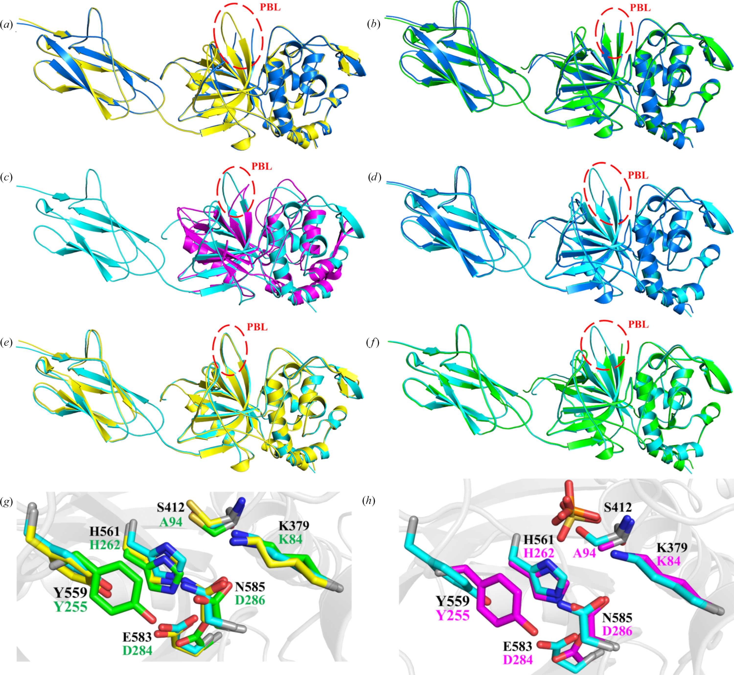 (IUCr) Structural insights into the role of the prosegment binding loop ...