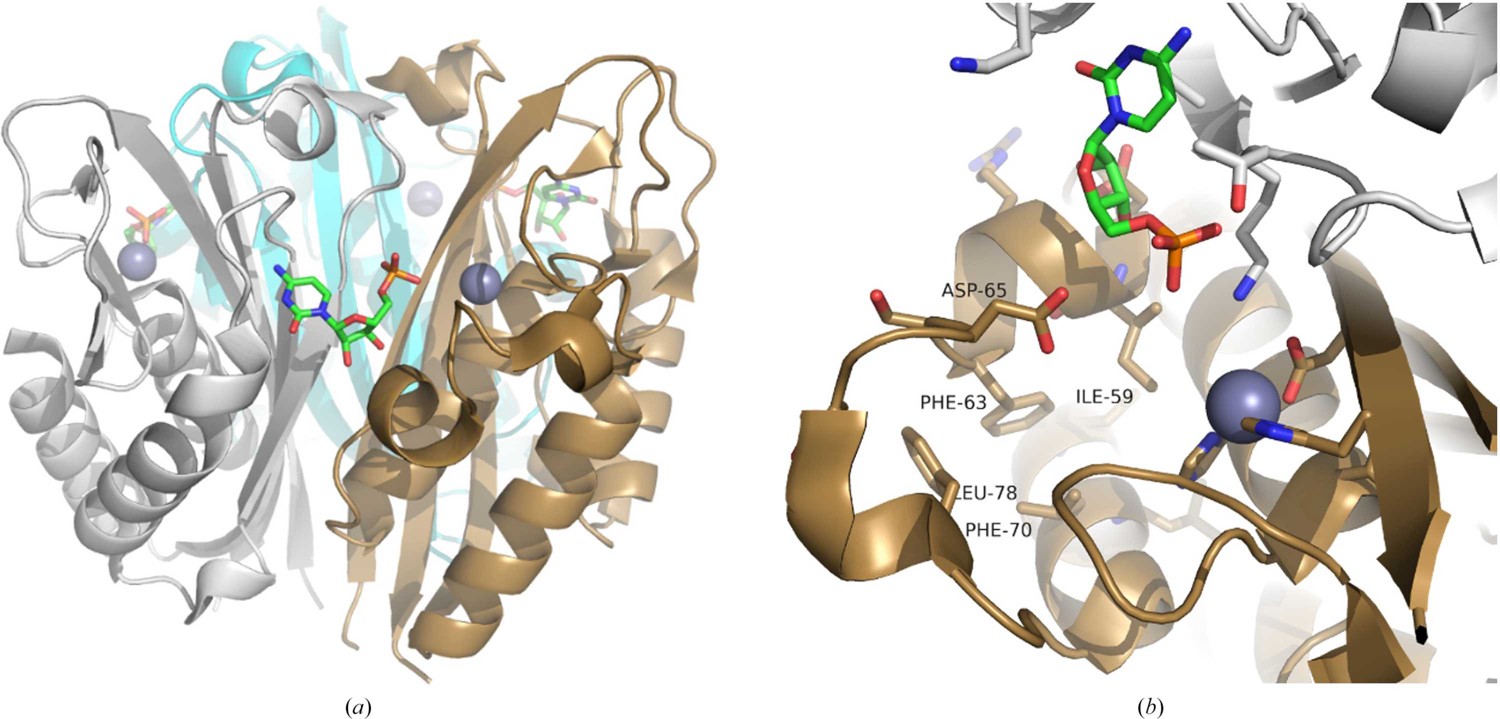 Ispsf (IUCr) Analysis of Burkholderia pseudomallei IspF in complex with sulfa ...