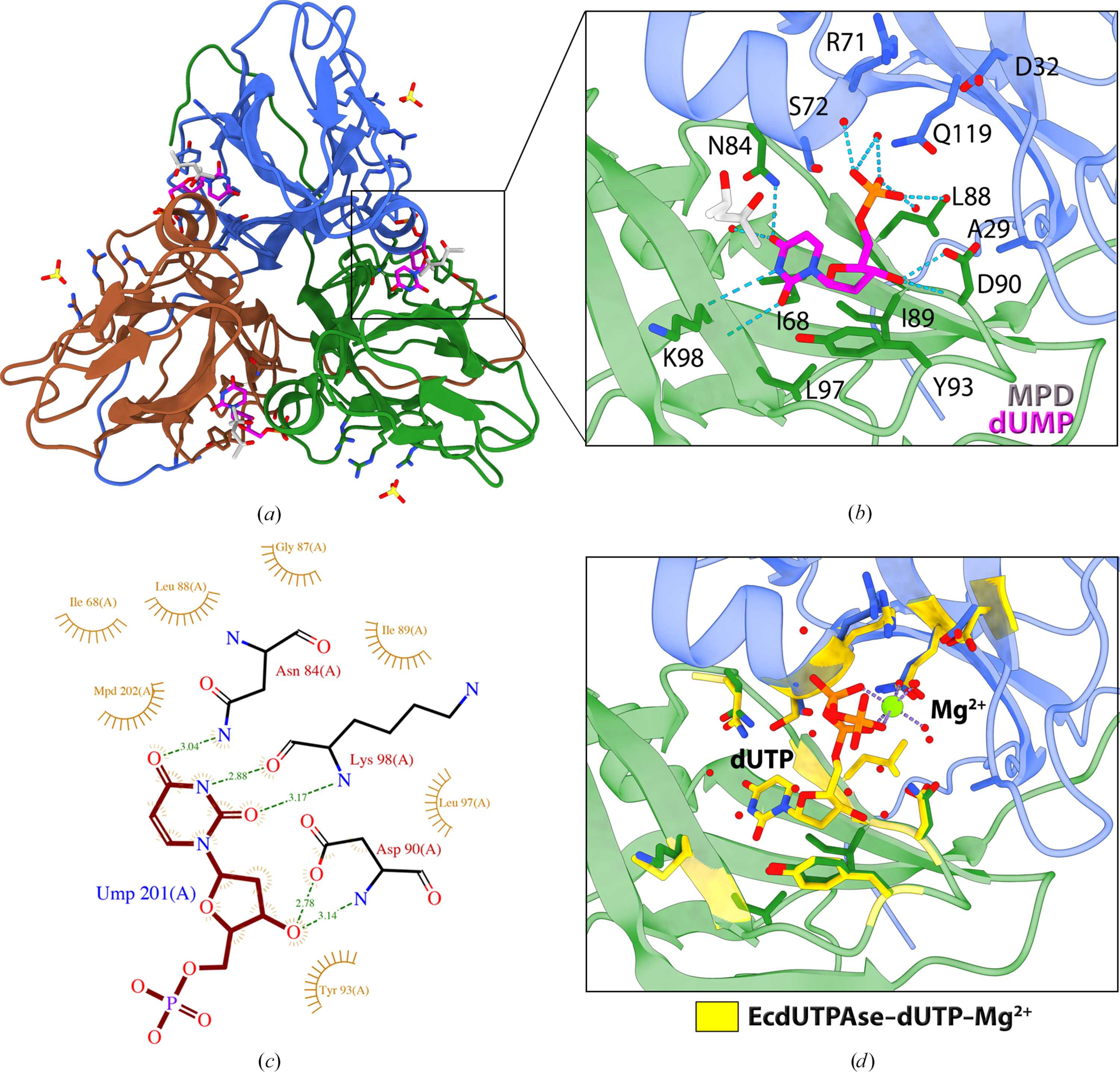 (IUCr) Structural characterization of dUTPase from Legionella pneumophila
