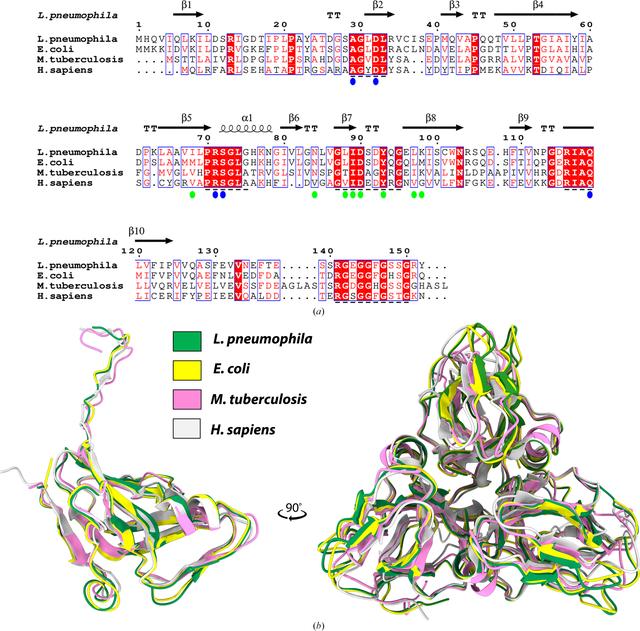 (IUCr) Structural characterization of dUTPase from Legionella pneumophila