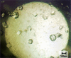 [Figure 1]