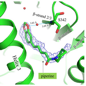 トガシ IUCr) Molecular interactions between piperine and peroxisome