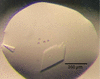 [Figure 1]