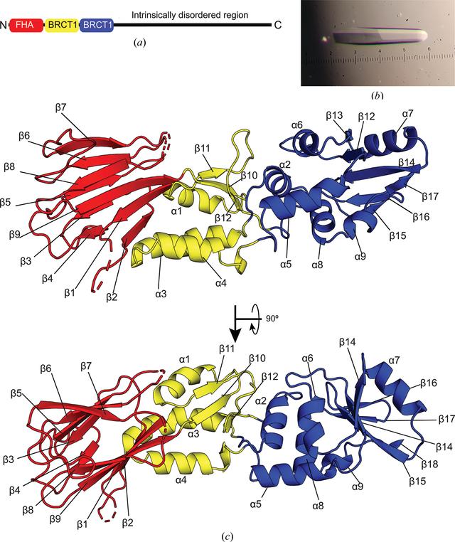[Figure 1]