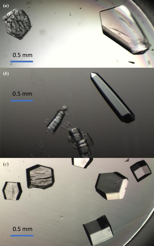 [Figure 5]