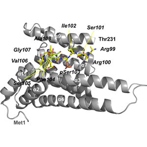 Potential 14-3-3 binding sites in sirtuins reveal extended phosphosite-recognition modes