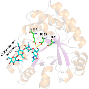 Crystal structure of Crocus vernus class IIIb chitinase: in silico ligand-binding studies and in vitro antifungal assay