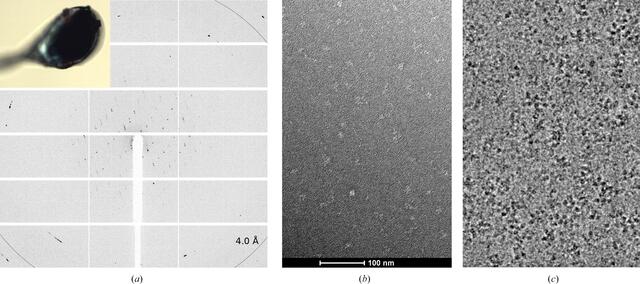 [Figure 4]