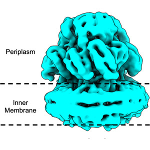 Cryo-EM structures of a MexB–MexY chimeric efflux pump reveal that large open clefts are intrinsic to the MexY porter domain