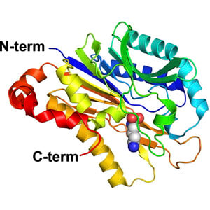 Crystal structure of carbon–nitrogen hydrolase from Helicobacter pylori G27