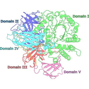 Crystal structure of endo-β-N-acetylglucosaminidase HSα