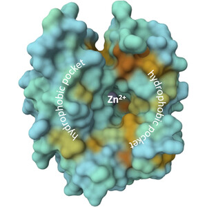 X-ray analysis of complexes of carbonic anhydrase II with 1,3-oxazole-containing sulfonamide derivatives elucidates the structural basis for their exceptionally high inhibitory potency