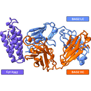 Optimized bacterial expression of a synthetic BRIL antibody