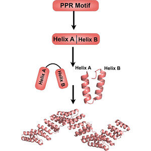 Structures of pentatricopeptide repeat proteins