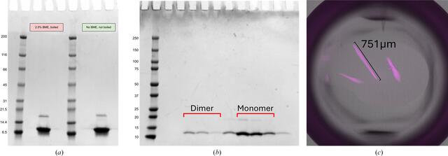 [Figure 1]