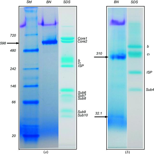 [Figure 1]