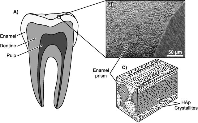 [Figure 1]