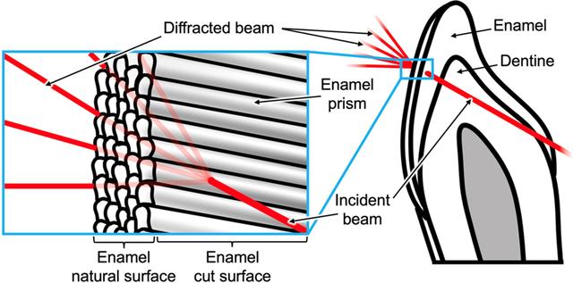 [Figure 3]