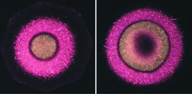 [Figure 19]