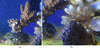 [Figure 1]
