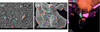 [Figure 4]
