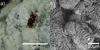 [Figure 1]