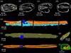[Figure 5]