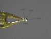[Figure 1]