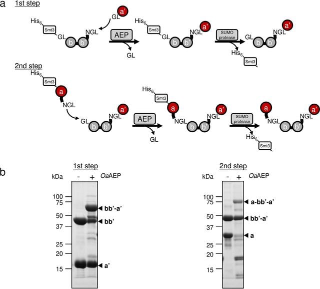 [Figure 2]