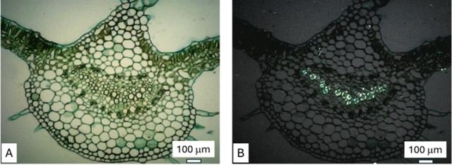 [Figure 5]