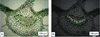 [Figure 5]
