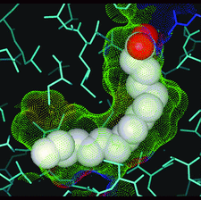 Highlighted illustration