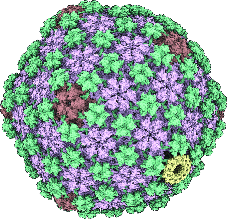 Surface-rendered model of ΦCD508 capsid