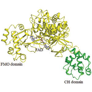 (IUCr) Structural and kinetic insights into flavin-containing ...