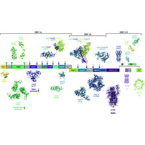 Iucr Structural Biology In The Time Of Covid 19 Perspectives On Methods And Milestones