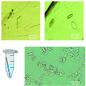 (IUCr) Crystal structure of CmABCB1 multi-drug exporter in lipidic ...