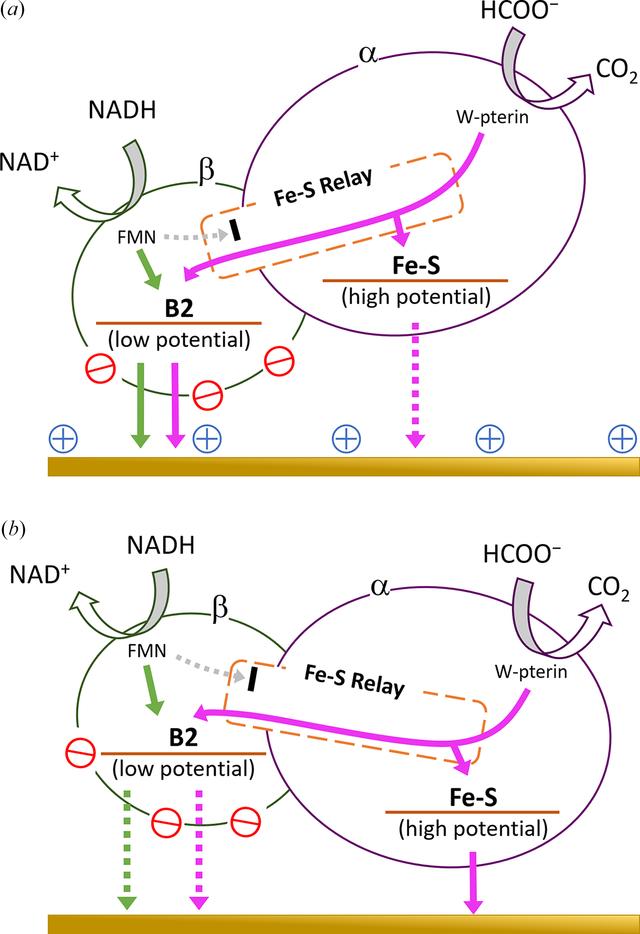 [Figure 4]