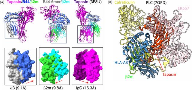 [Figure 6]