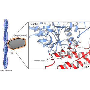 (IUCr) Structural insights into the molecular mechanism of phytoplasma ...